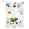 arnika, kwiaty, zioła*arnica, flowers, herbs*Arnika, Blumen, Kräuter*árnica, flores, hierbas